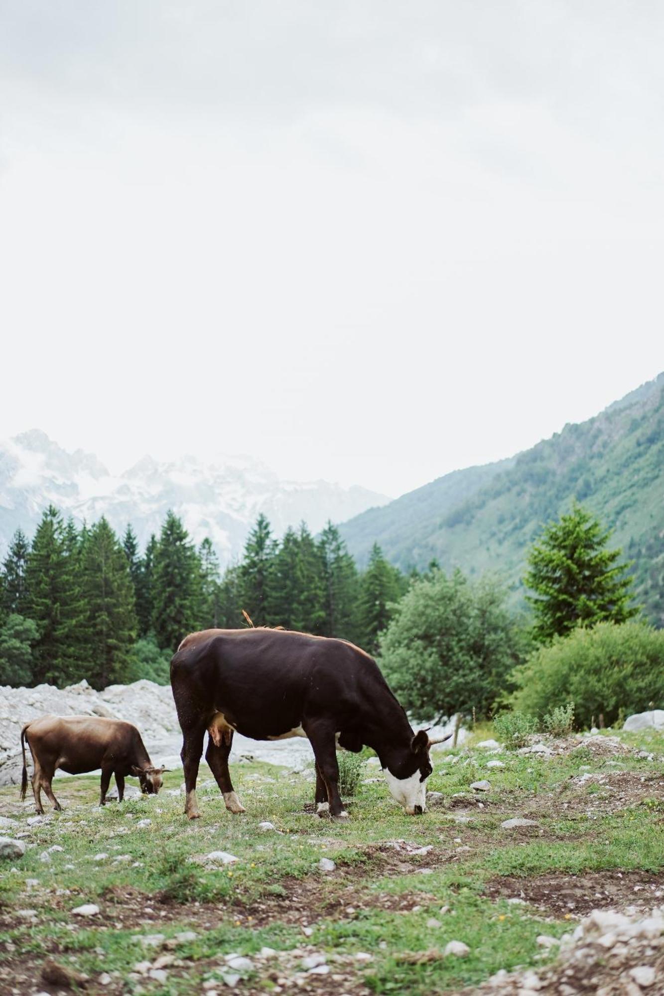 Valbona Resort & Spa Екстериор снимка